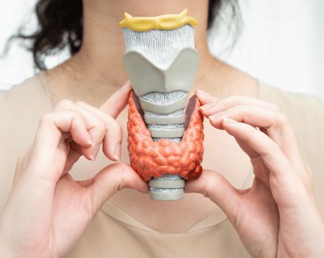 Štítná žláza – malý orgán s velkým vlivem 